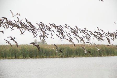 aves pantanos de villa macarena tabja spda