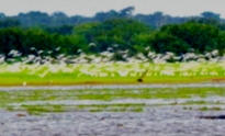 Selva aves rio