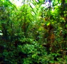 bosque amazonia