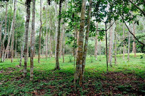 bosques loreto area de conservacion