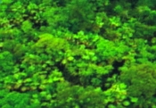 abroles de la selva amazonimca