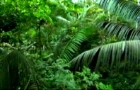 follaje en la selva