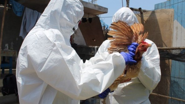 Senasa Emergencia sanitaria gripe aviar 2022