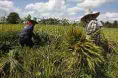 agricultores arroz El Salvador